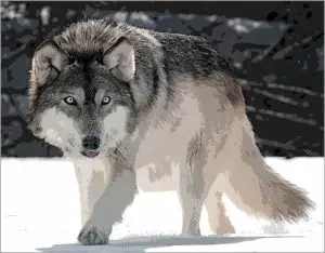 A 2/10 of one percent DNA variation make dogs very different from wolves.