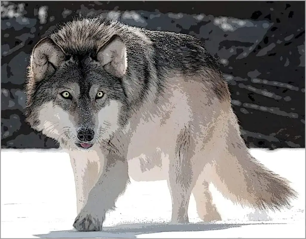 A 2/10 of one percent DNA variation make dogs very different from wolves.